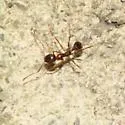 Aphaenogaster carolinensis