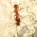 Aphaenogaster carolinensis - photo 2