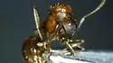 Aphaenogaster carolinensis - photo 4
