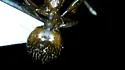 Aphaenogaster carolinensis - photo 5
