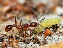 Aphaenogaster flemingi