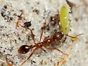 Aphaenogaster flemingi - photo 2