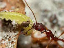 Aphaenogaster flemingi - photo 3