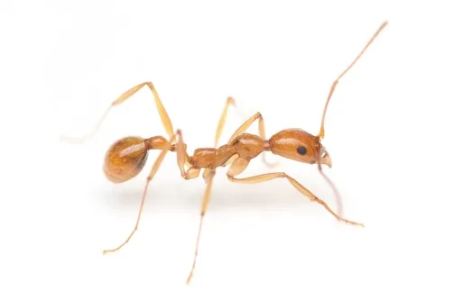 Aphaenogaster floridana