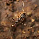 Aphaenogaster fulva