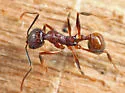 Aphaenogaster fulva - photo 2