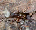 Aphaenogaster fulva - photo 3