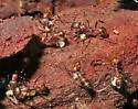 Aphaenogaster fulva - photo 4