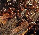 Aphaenogaster fulva - photo 5
