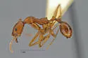 Aphaenogaster huachucana