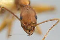Aphaenogaster huachucana - photo 2