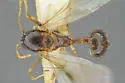 Aphaenogaster huachucana - photo 3