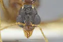 Aphaenogaster huachucana - photo 4