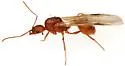 Aphaenogaster huachucana - photo 5