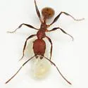 Aphaenogaster lamellidens