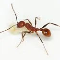 Aphaenogaster lamellidens - photo 2