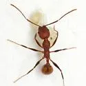 Aphaenogaster lamellidens - photo 3