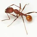 Aphaenogaster lamellidens - photo 4