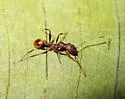 Aphaenogaster lamellidens - photo 5