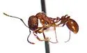 Aphaenogaster mariae
