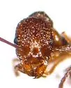 Aphaenogaster mariae - photo 2