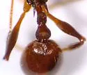 Aphaenogaster mariae - photo 3