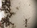 Aphaenogaster mariae - photo 5