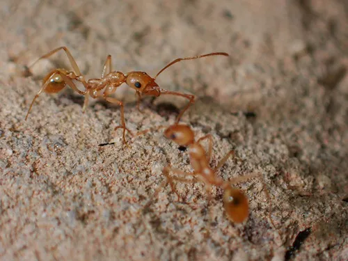 Aphaenogaster megommata