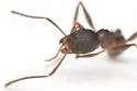 Aphaenogaster miamiana - photo 2