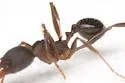 Aphaenogaster miamiana - photo 3