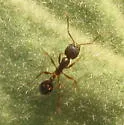 Western Collared Ant