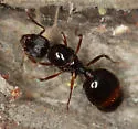 Western Collared Ant - photo 2