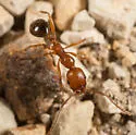 Western Collared Ant - photo 3