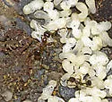 Western Collared Ant - photo 4