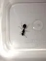 Western Collared Ant - photo 5