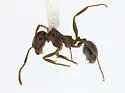 Aphaenogaster patruelis