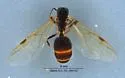 Aphaenogaster patruelis - photo 2