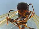 Aphaenogaster patruelis - photo 3