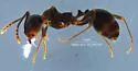 Aphaenogaster patruelis - photo 4