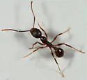 Pitch-black Collared Ant