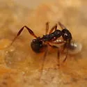 Pitch-black Collared Ant - photo 2
