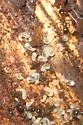 Pitch-black Collared Ant - photo 3