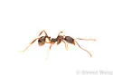 Pitch-black Collared Ant - photo 4