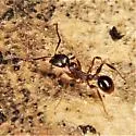 Pitch-black Collared Ant - photo 5