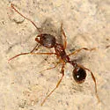 Winnow Ant