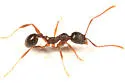 Winnow Ant - photo 2