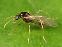 Winnow Ant - photo 3