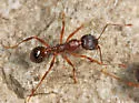 Winnow Ant - photo 4