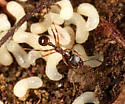 Winnow Ant - photo 5