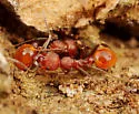 Tennessee Collared Ant